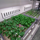 Cilantro, basil, parsley and chive plants.